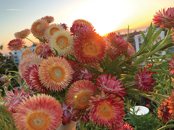 Apricot Strawflower Organic Seeds - 250 Seeds