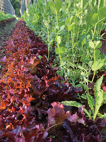 soil-living-breathing-ecosystem