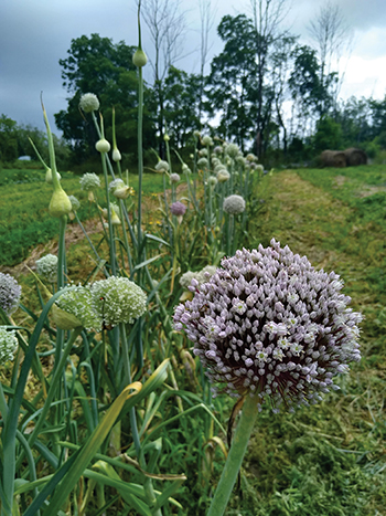 plan-alliums-all-yearround