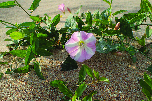 field-bindweed-menace-admirable-will-live