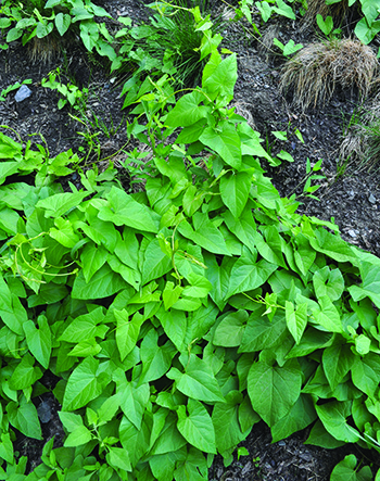 field-bindweed-menace-admirable-will-live