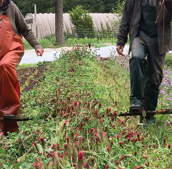 improving-soil-biology-cover-crops-compost-and