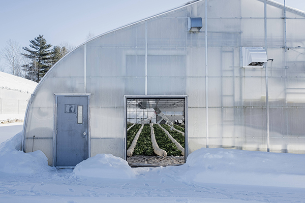 yearround-carbon-neutral-greenhouse-production