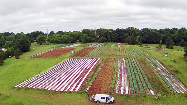 love-love-cooperative-farm-profile