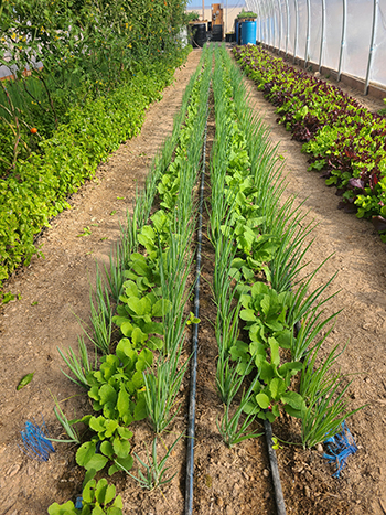 inplace-composting-farming-three-dimensions