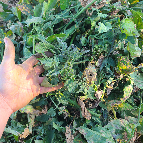 inplace-composting-farming-three-dimensions