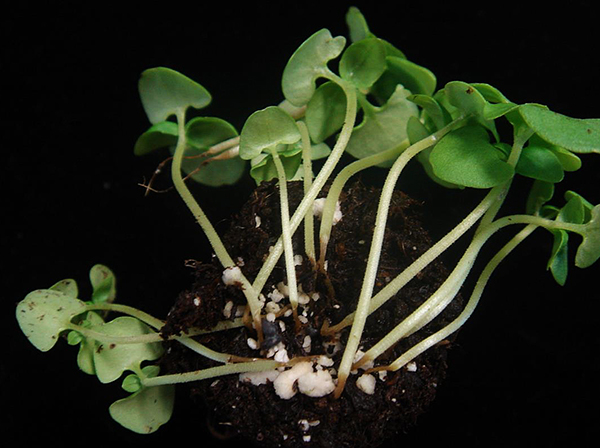 diagnosing-and-treating-germination-and-seedling