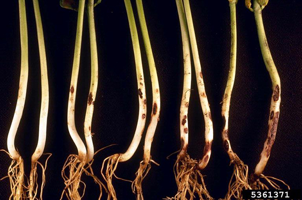 diagnosing-and-treating-germination-and-seedling