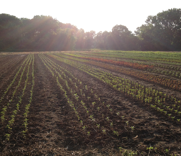 Weed-control-in-cut-flower-fields