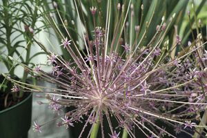 Allium schubertii