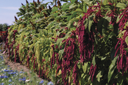 Amaranth