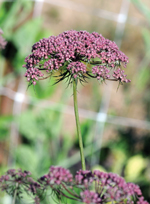 Black Kight carrot flower