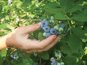 blueberry cluster