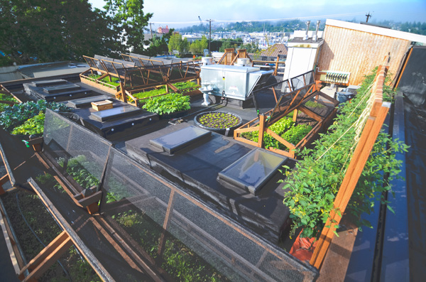 Bastille Rooftop Farm