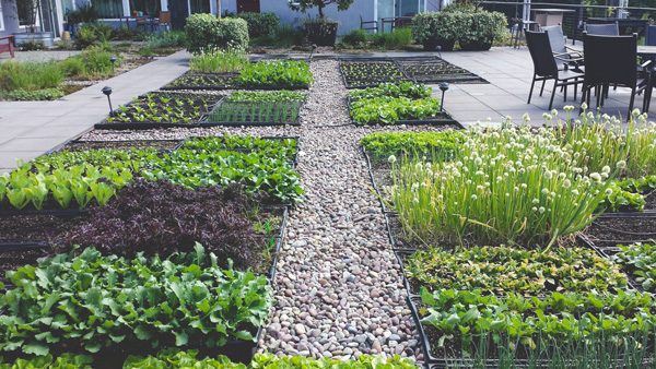 Tamura Rooftop Garden