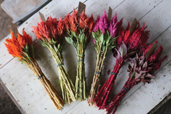 Celosia