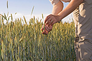 Checking Wheat
