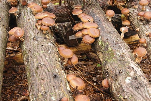 Shitake Mushroom - Ruff Greens