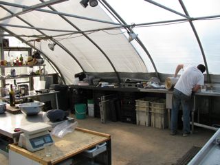 Eliot Coleman's packing area inside greenhouse