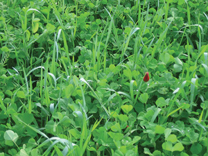 cover crops