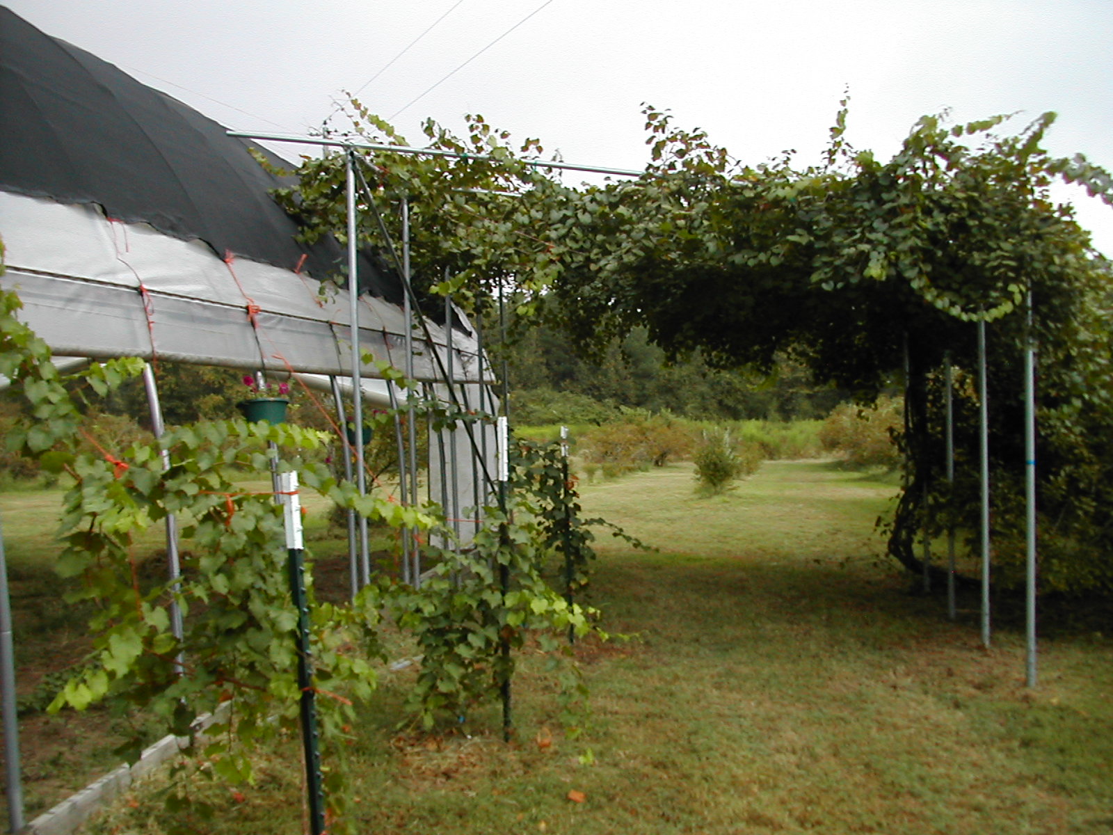 vines providing shade to greenhouse
