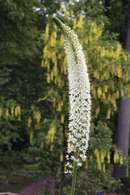 Eremurus h