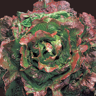 Letuce