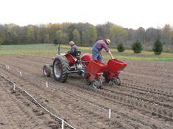 Blundering Gardener: Garlic farm experience shows contrast between