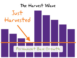 The harvest wave