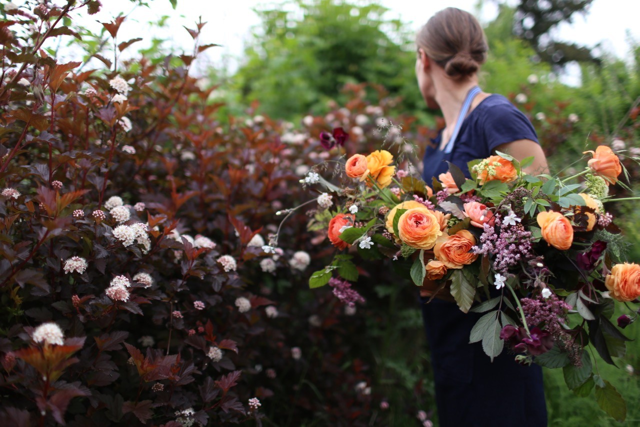 Strawflower Apricot Mix – Floret Flower Farm