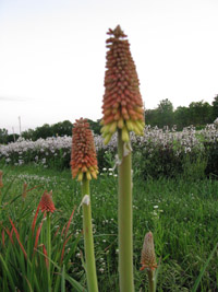 Red Hot Poker