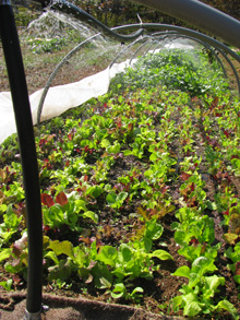 baby lettuce growing under hoops with misters