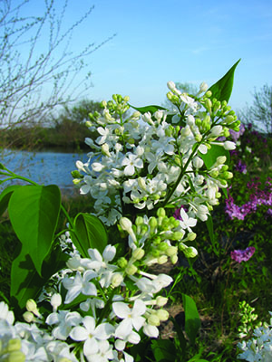 white lilac