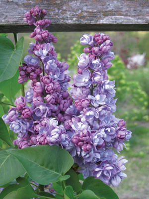 Lilac Nadezdeh