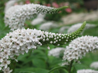 Gooseneck loosestrife