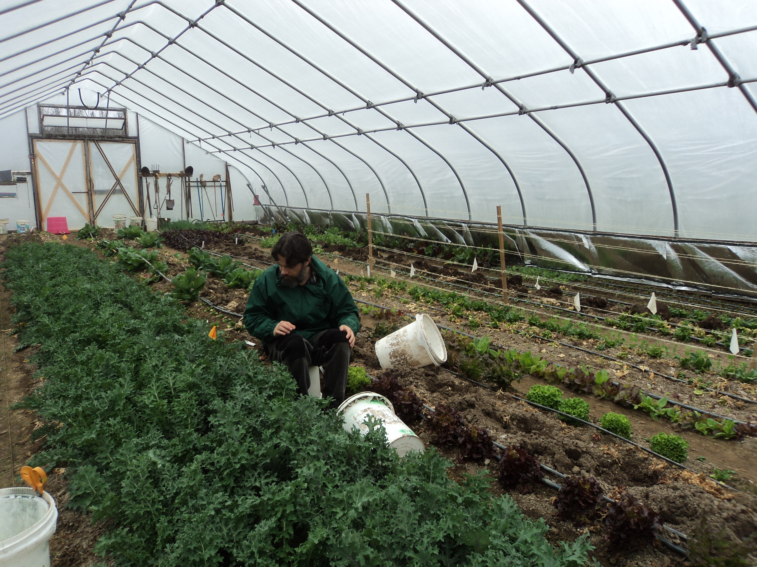 Kale in Hoophouse