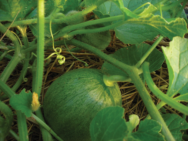 cantaloupe plant stages