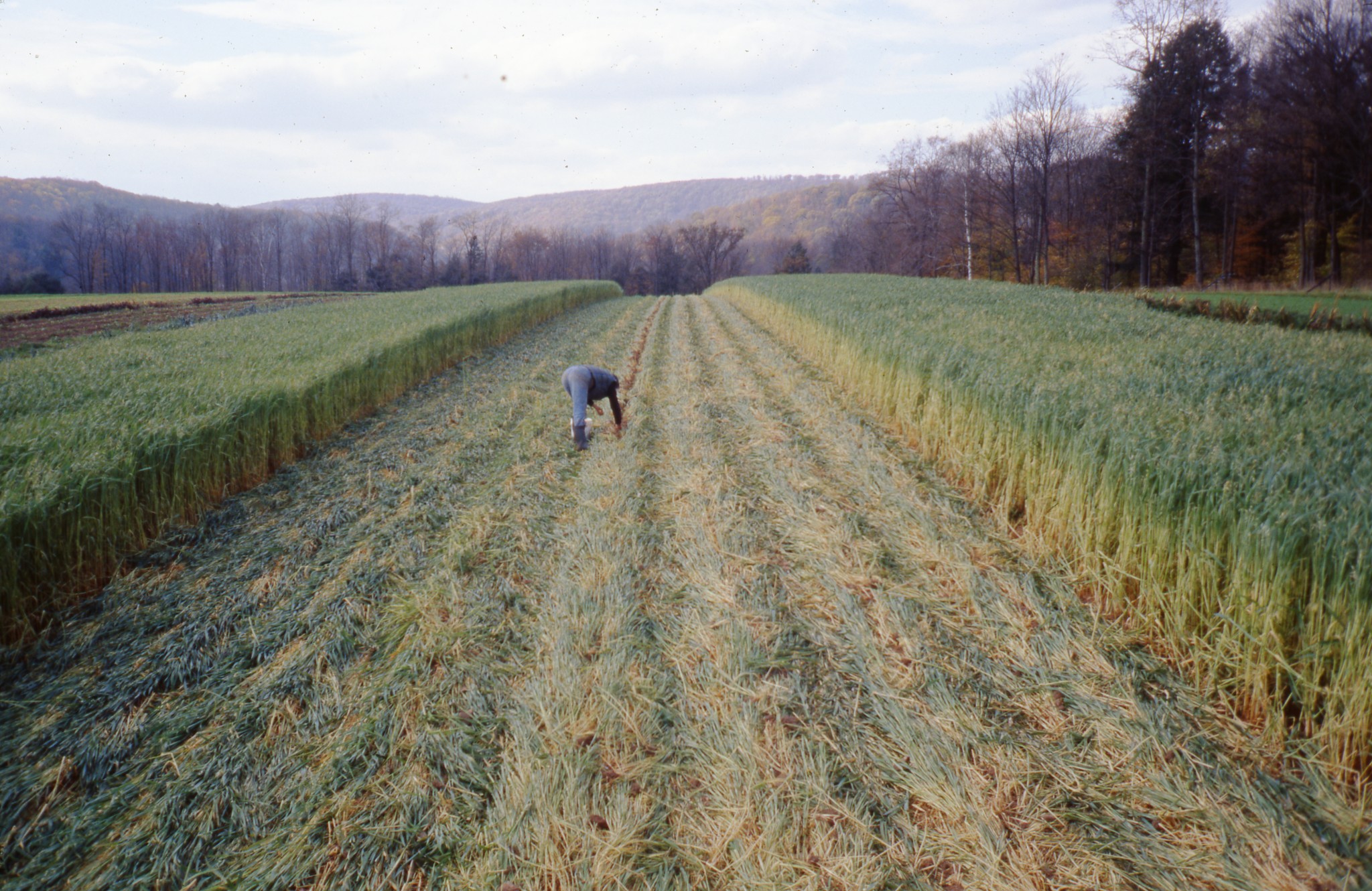 Small bundles of joy  Hay and Forage Magazine