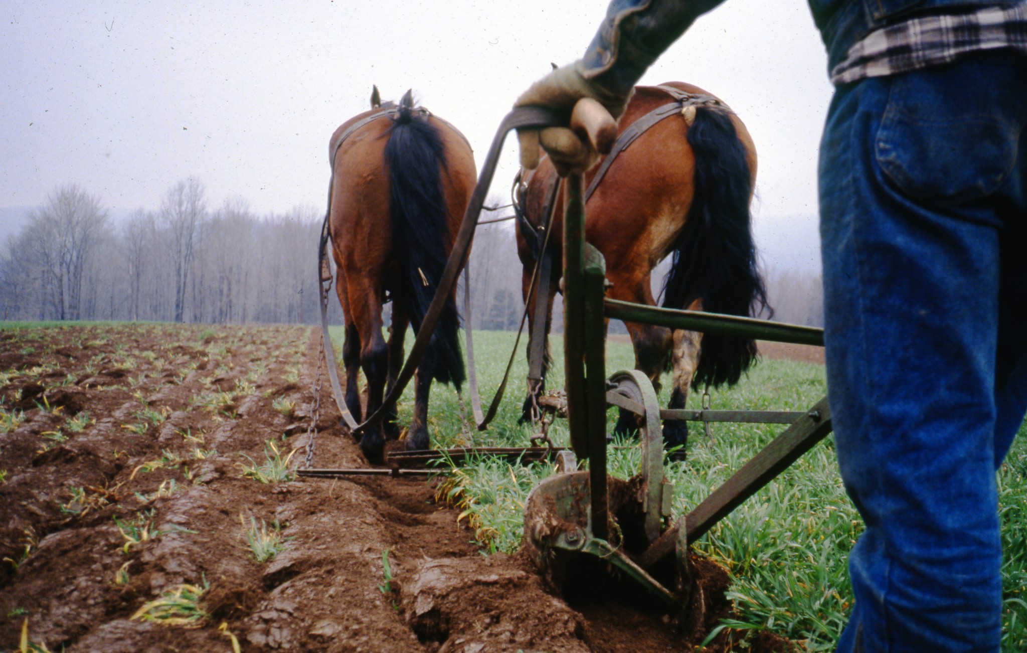 Whoa-till: minimum-depth tillage for the dryland market garden