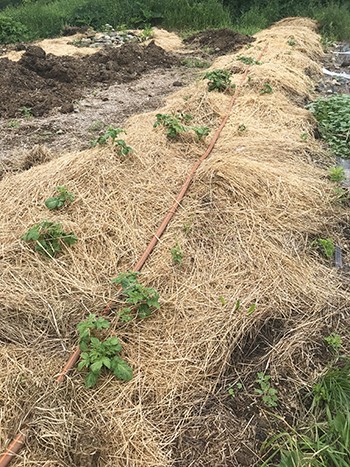 potato garden without dirt