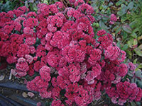 sedum3