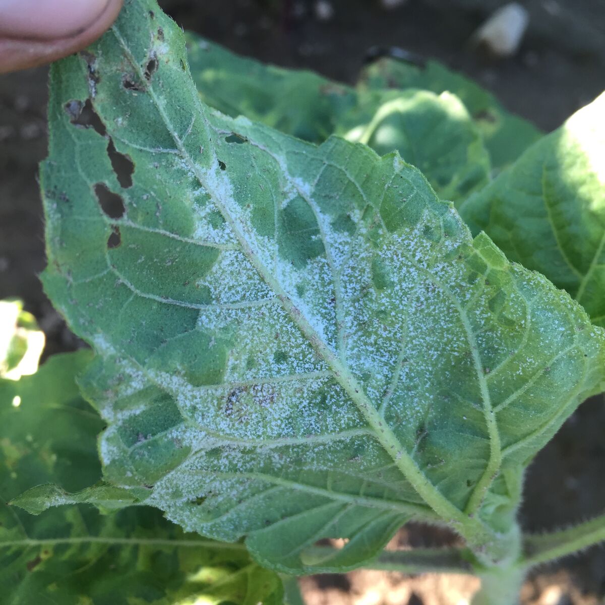 downy mildew