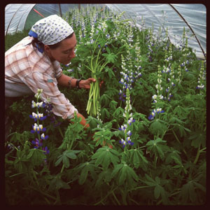 lupines