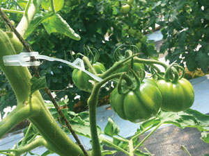 Tomato Trellis