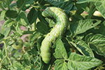 Tomato Hornworm