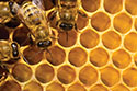 Bee Products