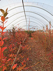 blueberries in a hoophouse