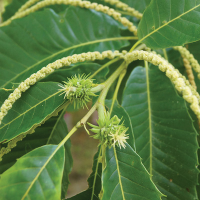 Consider chestnuts: a potential perennial for market farms
