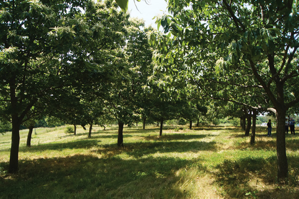 chestnut orchard