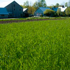 covercrops